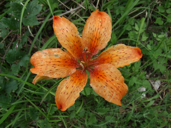 Lilium bulbiferum subsp. croceum / Giglio di S.Giovanni